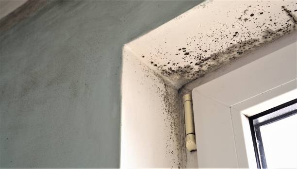 Best Basement Mold Removal  in Jamesport, NY